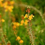 Městská flóra ve Funchalu